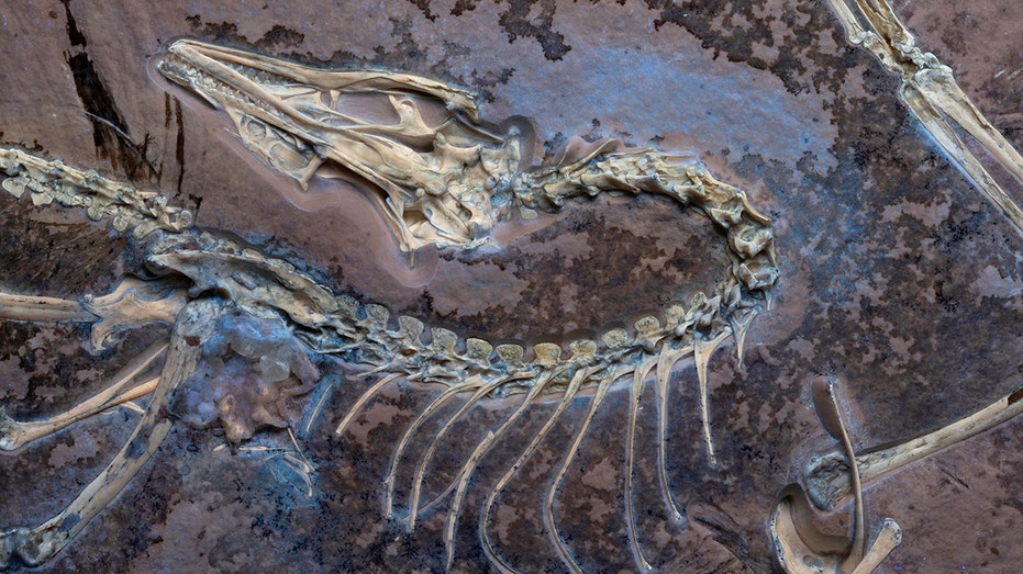 Scientists uncover new secrets of rare feathered fossil showing early bird evolution Architects Melbourne